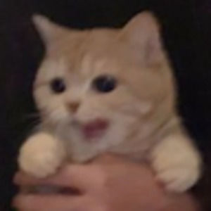 Meet your Posher, August